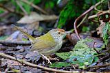 Common Tailorbird